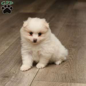 Phillip, Pomeranian Puppy