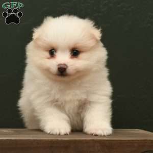 Phillip, Pomeranian Puppy