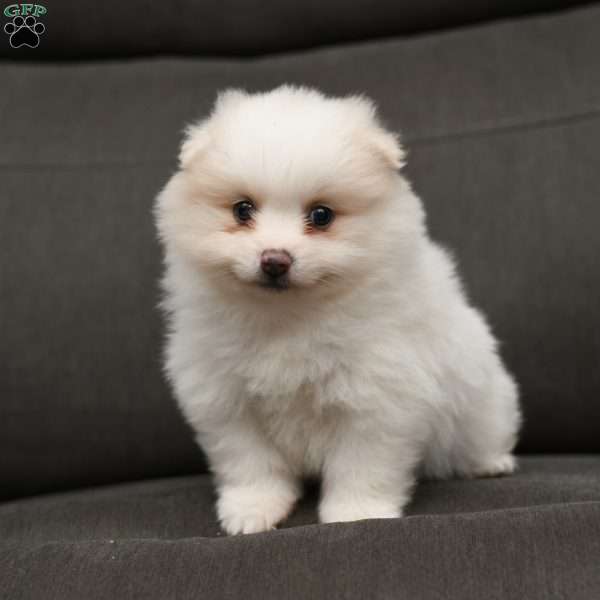 Phillip, Pomeranian Puppy