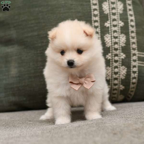 Piper, Pomeranian Puppy