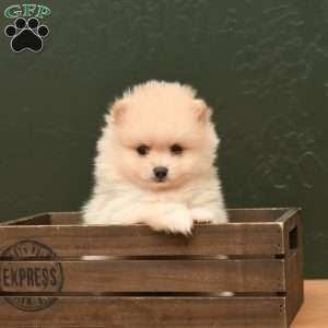 Patrick, Pomeranian Puppy