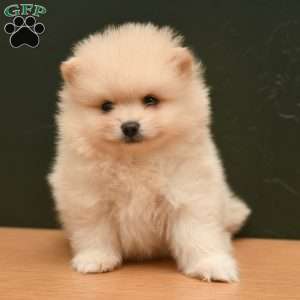 Patrick, Pomeranian Puppy