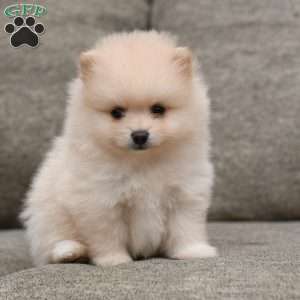Patrick, Pomeranian Puppy