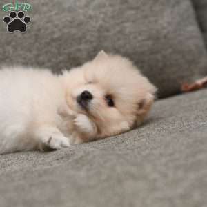 Patrick, Pomeranian Puppy