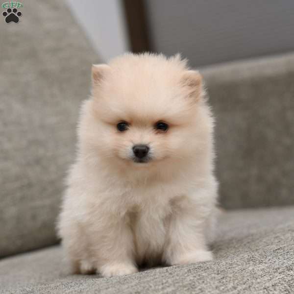 Patrick, Pomeranian Puppy