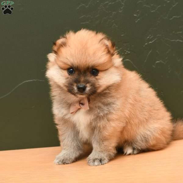 Polly, Pomeranian Puppy