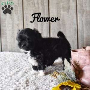 Flower, Shorkie-Poo Puppy