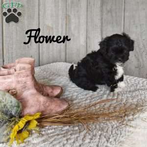 Flower, Shorkie-Poo Puppy