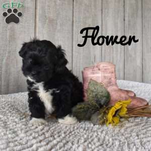 Flower, Shorkie-Poo Puppy