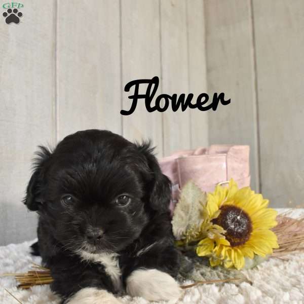 Flower, Shorkie-Poo Puppy