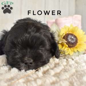 Flower, Shorkie-Poo Puppy