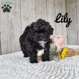 Lily, Shorkie-Poo Puppy