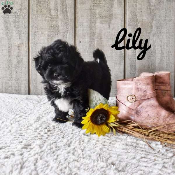 Lily, Shorkie-Poo Puppy