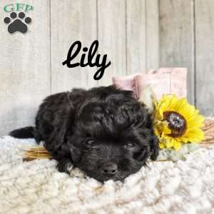 Lily, Shorkie-Poo Puppy