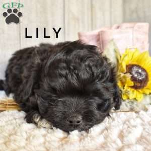 Lily, Shorkie-Poo Puppy