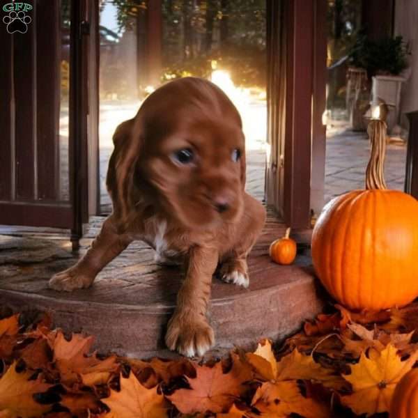 Kurt, Cocker Spaniel Puppy