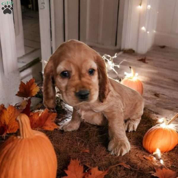 Kassie, Cocker Spaniel Puppy