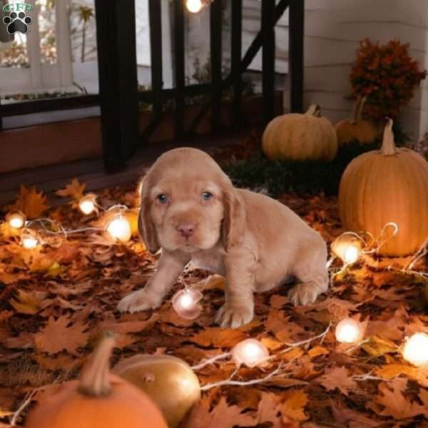 Katie, Cocker Spaniel Puppy