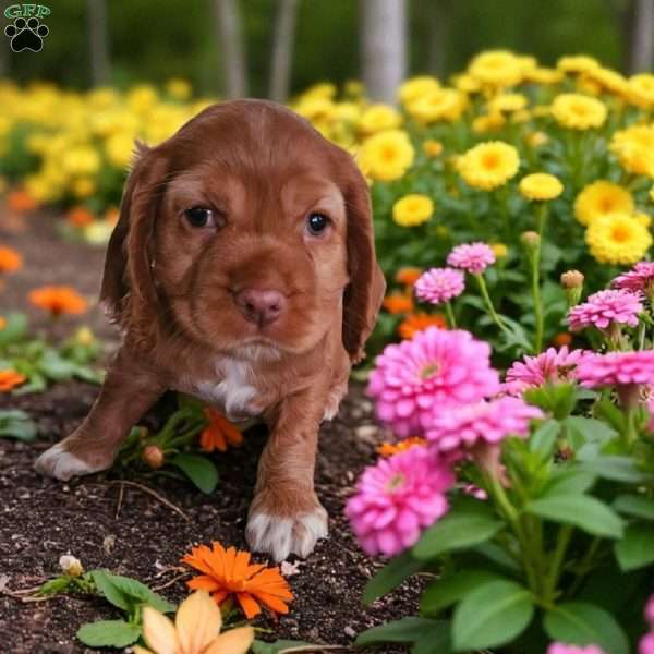 Kent, Cocker Spaniel Puppy