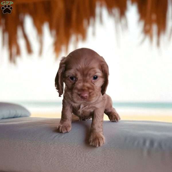 Kendon, Cocker Spaniel Puppy