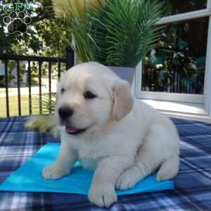 Simba, English Cream Golden Retriever Puppy