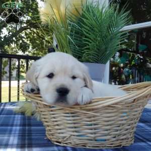 Simba, English Cream Golden Retriever Puppy
