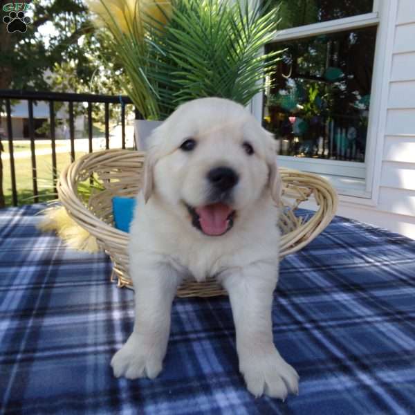 Simba, English Cream Golden Retriever Puppy
