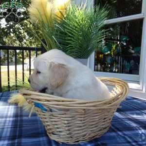 Simba, English Cream Golden Retriever Puppy