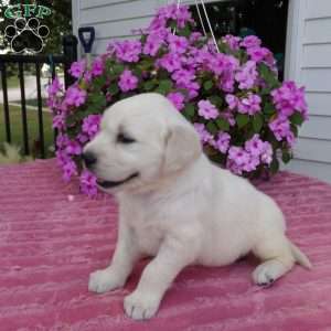 Bobby, English Cream Golden Retriever Puppy