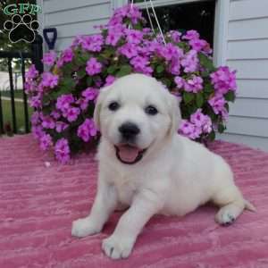 Bobby, English Cream Golden Retriever Puppy