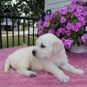 Bobby, English Cream Golden Retriever Puppy