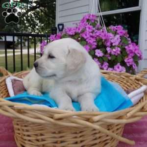 Bobby, English Cream Golden Retriever Puppy