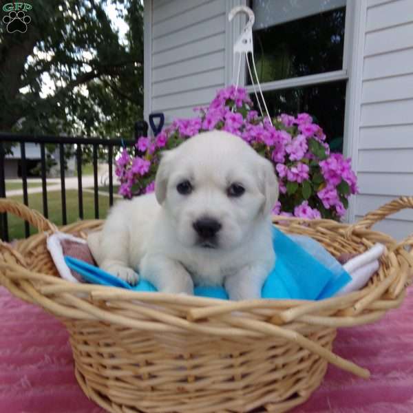 Bobby, English Cream Golden Retriever Puppy