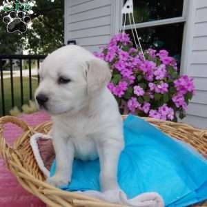 Bobby, English Cream Golden Retriever Puppy