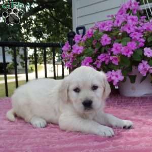 Lucy, English Cream Golden Retriever Puppy
