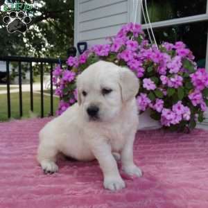 Lucy, English Cream Golden Retriever Puppy