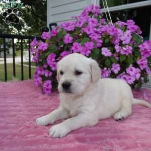 Lucy, English Cream Golden Retriever Puppy