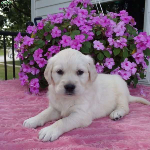 Lucy, English Cream Golden Retriever Puppy