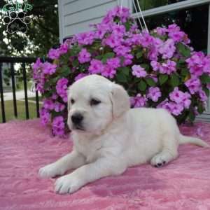 Lucy, English Cream Golden Retriever Puppy