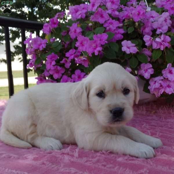 Lassie, English Cream Golden Retriever Puppy