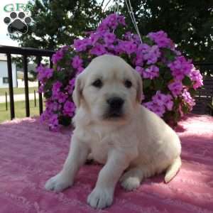 Lassie, English Cream Golden Retriever Puppy