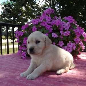 Lassie, English Cream Golden Retriever Puppy