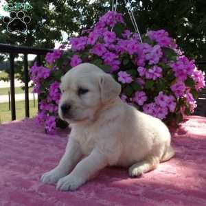 Lassie, English Cream Golden Retriever Puppy