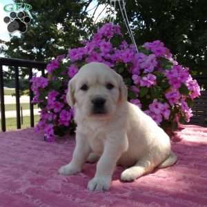 Lassie, English Cream Golden Retriever Puppy