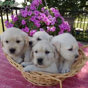 Bobby, English Cream Golden Retriever Puppy