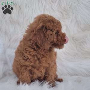 Buster- Micro, Mini Goldendoodle Puppy
