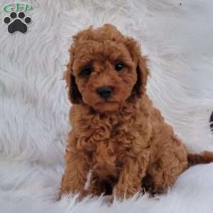 Rex- Micro, Mini Goldendoodle Puppy