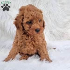 Rex- Micro, Mini Goldendoodle Puppy