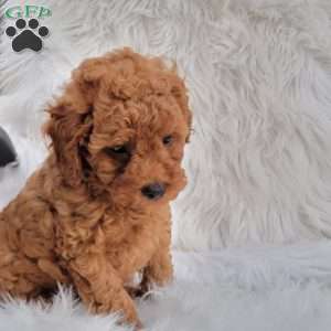 Rex- Micro, Mini Goldendoodle Puppy