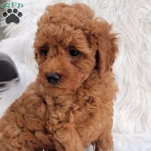 Rex- Micro, Mini Goldendoodle Puppy
